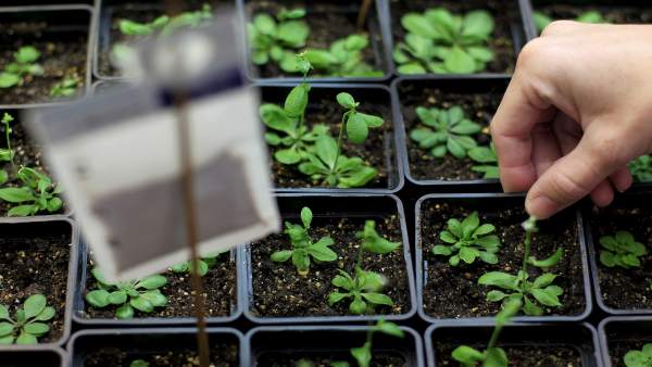 Varios semilleros de plantas. Varios semilleros de plantas.