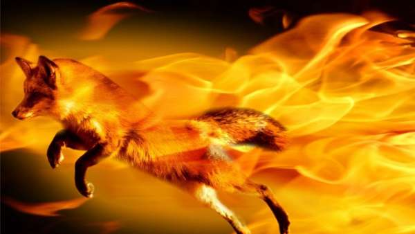 Firefox Firefox