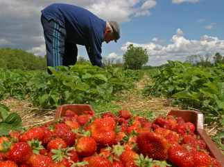 Agricultor