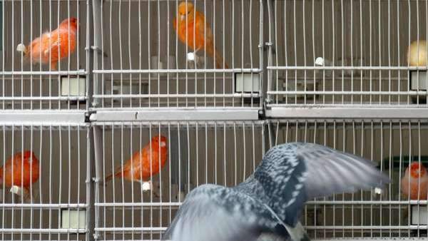 Tienda de pájaros en la Rambla de Barcelona. Tienda de pájaros en la Rambla de Barcelona.