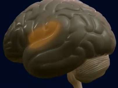 Cerebro