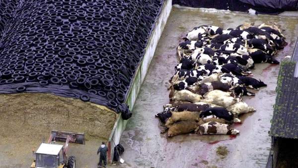 Las vacas locas Las vacas locas