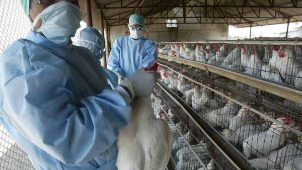 Resultado de imagen para gripe aviar y el embarazo