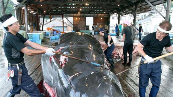 Pescadores japoneses Pescadores japoneses
