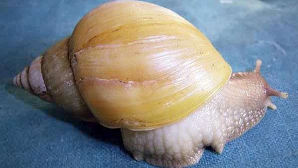 Caracol gigante africano Caracol gigante africano