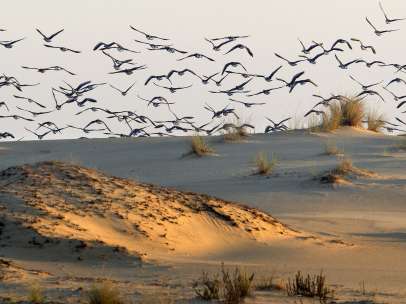 En Doñana