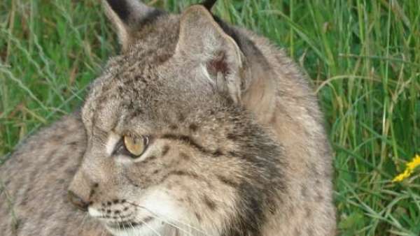 Lince ibérico Lince ibérico