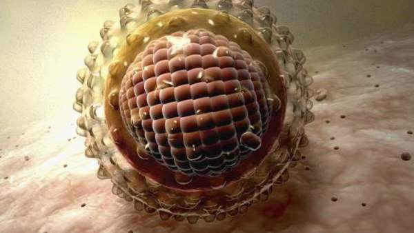 Virus de la hepatitis Virus de la hepatitis