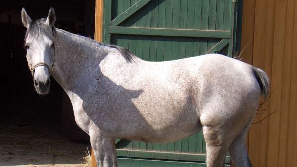 Caballo Caballo