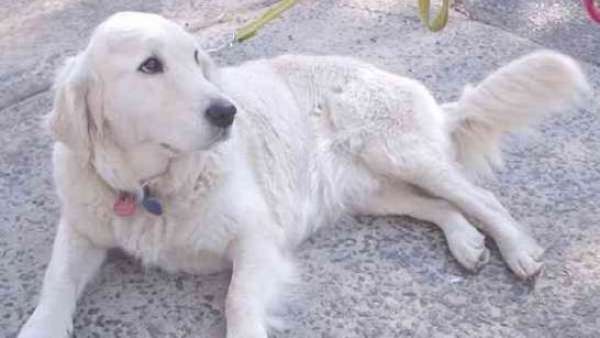 Golden retriever Golden retriever