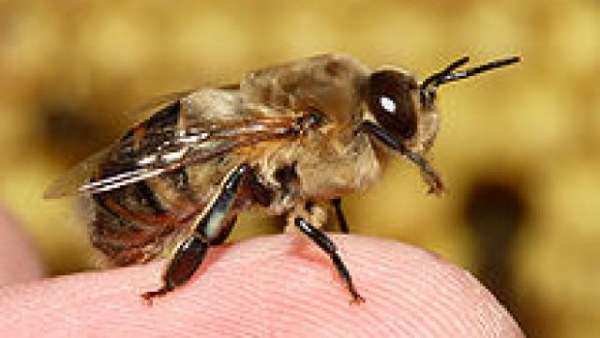 Abeja Abeja