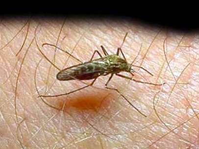 Malaria