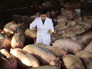 Cerdos intoxicados en China