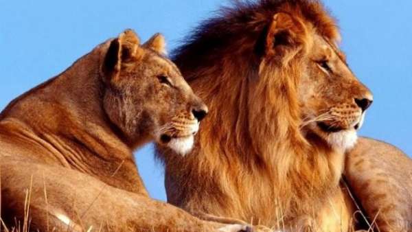 Dos leones Dos leones
