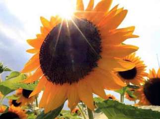 Girasol