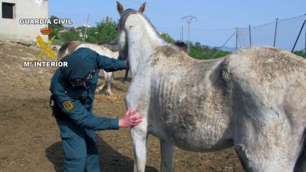 Caballo Caballo