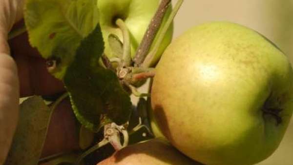 Manzanas Manzanas
