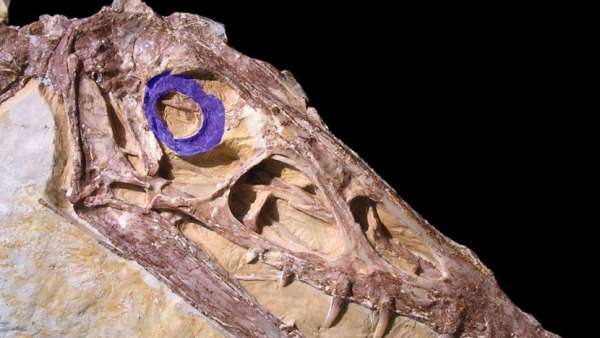 Pterosaurio Pterosaurio