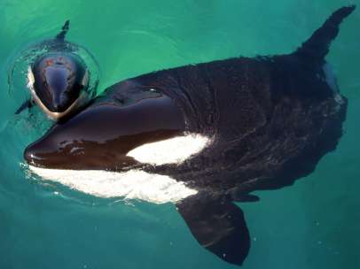 Una orca
