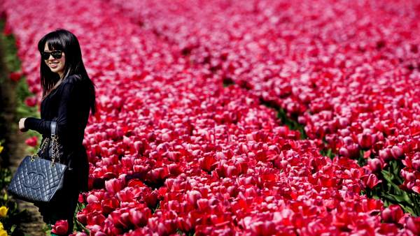 Un campo de tulipanes Un campo de tulipanes