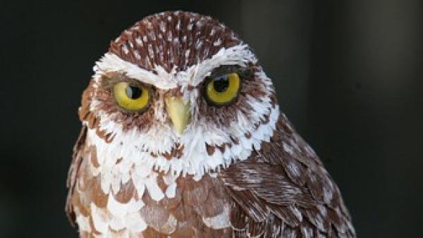 'Burrowing Owl' ('Mochuelo de madriguera') 'Burrowing Owl' ('Mochuelo de madriguera')