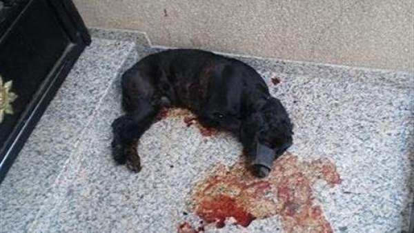 Un perro apuñalado Un perro apuñalado