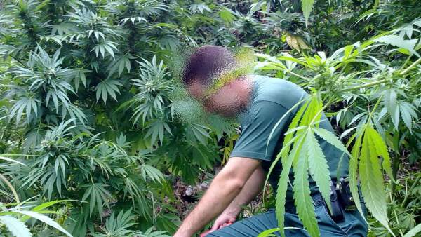 Plantación de marihuana Plantación de marihuana