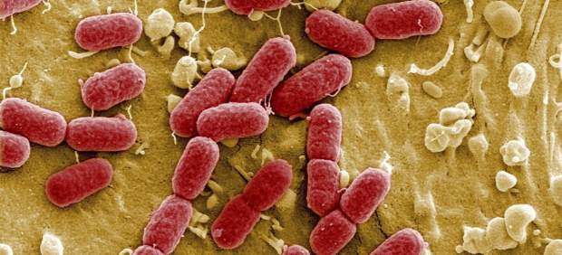 Bactería Escherichia coli