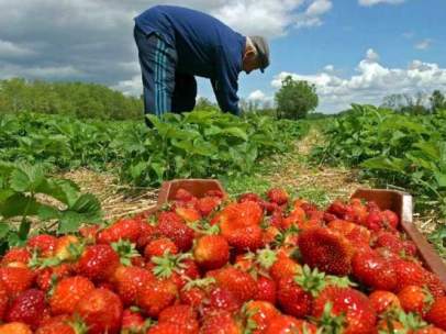 Fresas