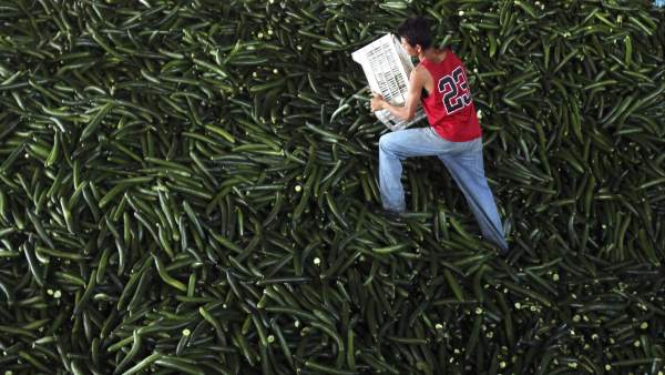 Crisis del pepino Crisis del pepino