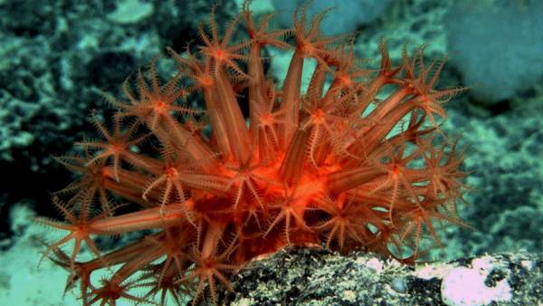 Coral rojo sin armazón fotografiado a 1.700 metros de profundidad Coral rojo sin armazón fotografiado a 1.700 metros de profundidad