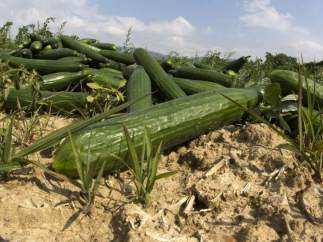 Pepinos