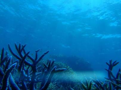 Gran Barrera de Coral