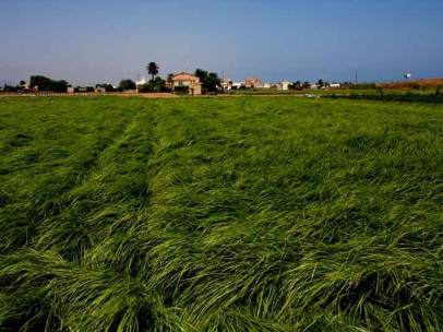 Alboraya