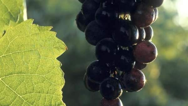 Uvas Uvas