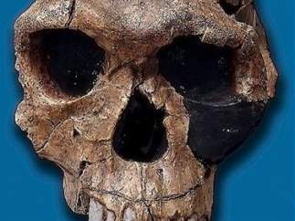 Homo sapiens