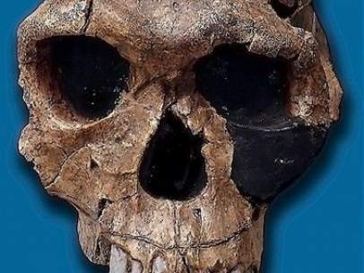 Homo sapiens