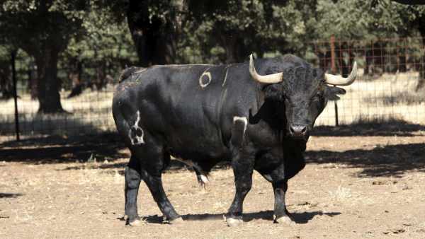 Toro Toro