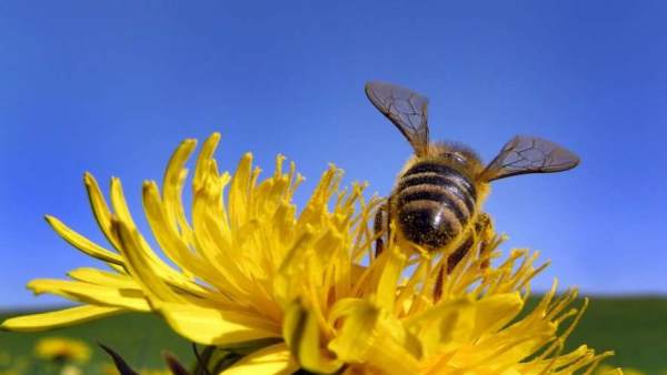Abeja Abeja