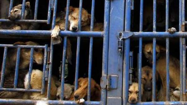 Perros enjaulados Perros enjaulados