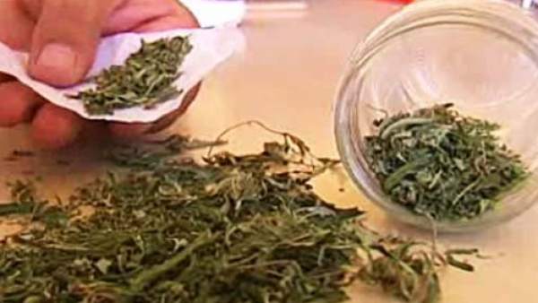 La marihuana afecta a los espermatozoides La marihuana afecta a los espermatozoides