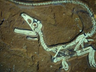 Dinosaurio