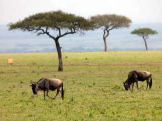Kenia