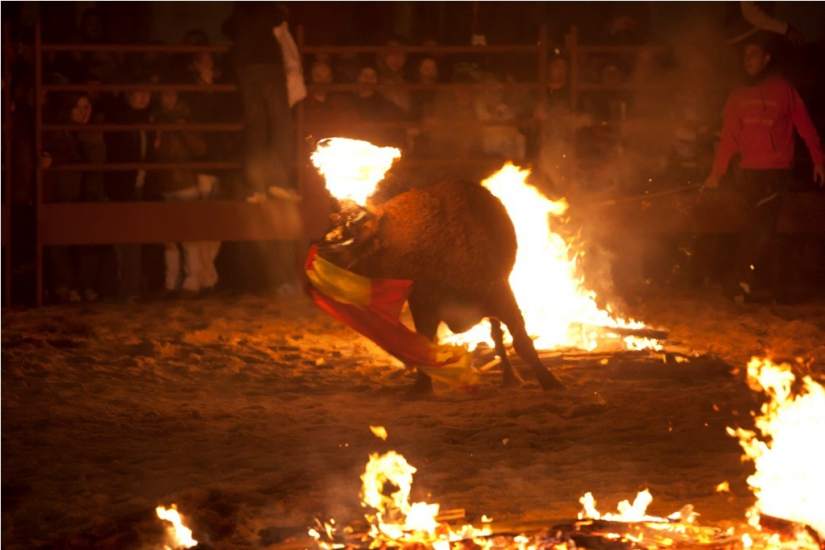  Andaluz Otro Toro Que Tiene Que Soportar Fuego En Sus Cuernos En 