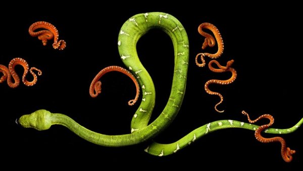'Emerald Tree Boa with Babies' 'Emerald Tree Boa with Babies'