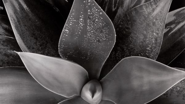 'Botanical', c. 1975 'Botanical', c. 1975