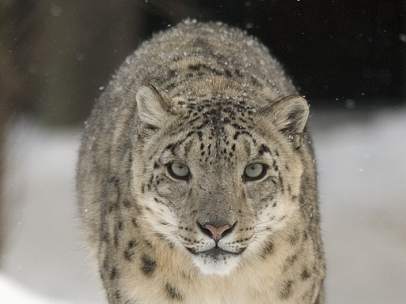 Leopardo de las nieves