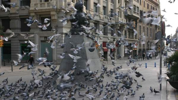 Palomas Palomas