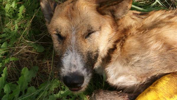 Encuentran 50 perros muertos Encuentran 50 perros muertos