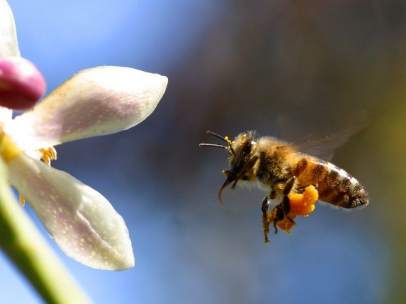 Abeja
